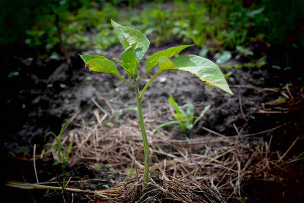young green plant.plants - Photo, Image