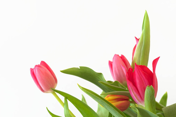 Ramo de tulipanes sobre fondo blanco
 - Foto, imagen