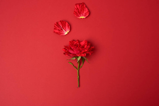 blooming red rose with a green stem on a red background, festive backdrop - 写真・画像