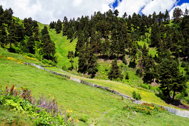 Дивовижна зелена природа гір Кавказу (Грузія). - Фото, зображення