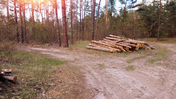Timber and wooden logs lie in the forest after a saw cut. Wood and materials for production. Ecology. Deforestation. Environmental protection concept. - Photo, Image