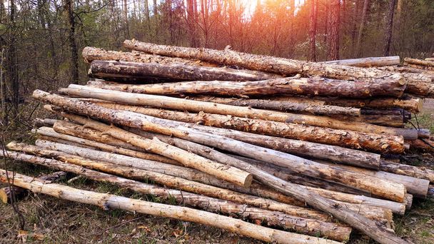Madeira e troncos de madeira jazem na floresta após um corte de serra. Madeira e materiais para produção. Ecologia. Desmatamento. Conceito de protecção ambiental
. - Foto, Imagem