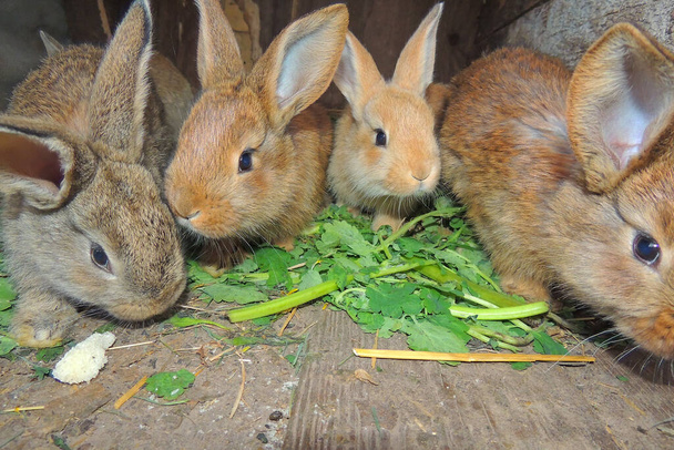 agriculture, little rabbits in cages turn on meat - Photo, Image