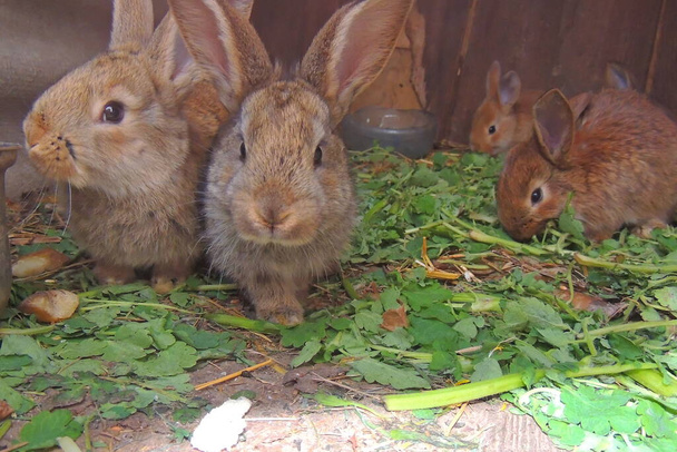 zemědělství, malí králíci v klecích se obracejí na maso - Fotografie, Obrázek