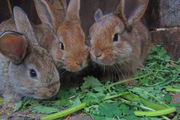 zemědělství, malí králíci v klecích se obracejí na maso - Fotografie, Obrázek