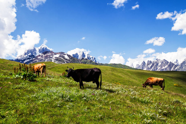 Vacas, Montañas del Cáucaso, Georgia
 - Foto, imagen