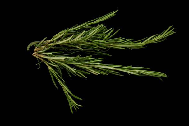 juicy greens of fresh rosemary seasoning on a black background, cooking concept, menu, space for text - 写真・画像