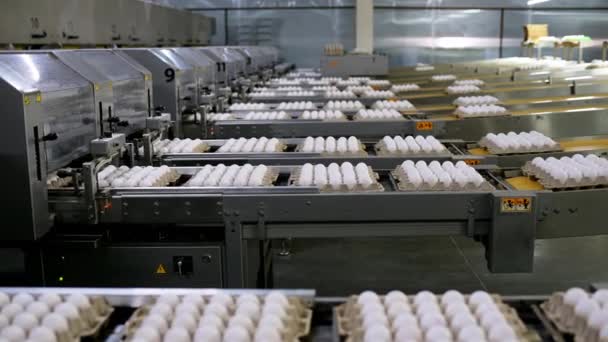 egg factory industry poultry conveyor production - Footage, Video