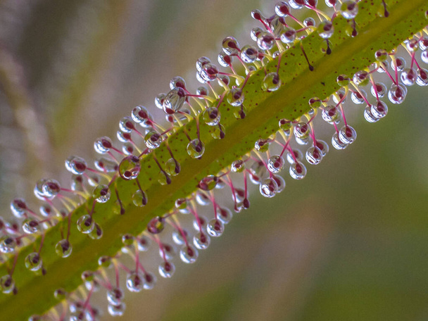 diagonal drosera leaf with droplets with a bokeh background - Photo, Image