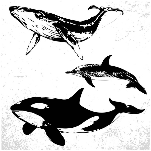 collection of different whales, black and white drawings of oceanic mammals - Vector, Image