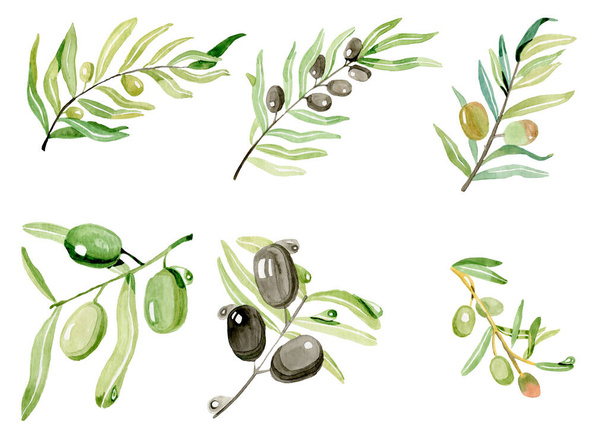 Olive su foglie di ramo e bacche di acquerello isolate a mano
 - Foto, immagini