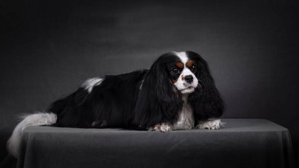 cavalier king charles spaniel dog portrait on black - Foto, Bild
