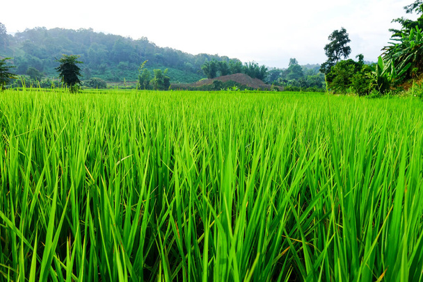 Field with green grass, natural landscape  - Фото, зображення