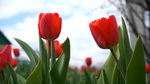 rode tulpen op groen veld met blauwe bewolkte lucht - Video