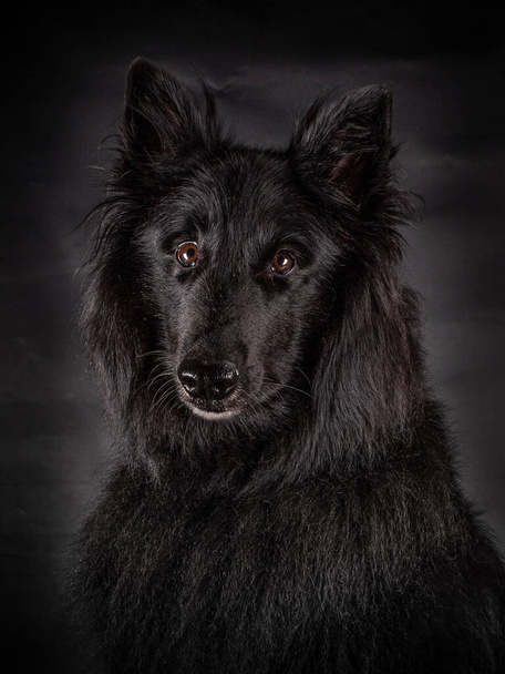 Portrét černého groenendaelového psa s velkýma hnědýma očima hledícíma do kamery, izolovaný na černém pozadí - Fotografie, Obrázek