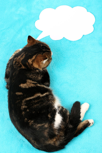 vicces aranyos macska, a kék háttér - Fotó, kép
