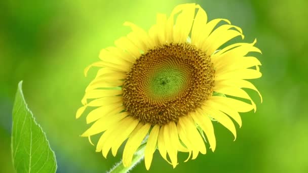 Jedna jediná slunečnicová hlava zblízka celý rám, fouká ve větru, jasné venkovní letní přírodní scenérie v zářivé žluté a zelené. - Záběry, video