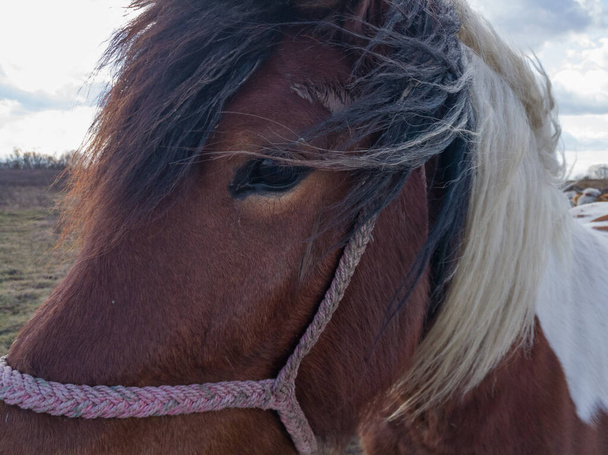 A windy afternoon in the field, a pinto horse, the wind carrying a mane in his eyes. - Photo, Image