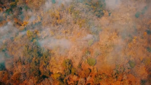 森林火災のスモッグ。アジアの森林破壊と気候危機。広範な熱帯雨林の火災からの毒性の煙霧。空中ビデオ4k. - 映像、動画