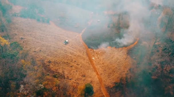 Κλιματική κρίση. Μεγάλη Φλόγα στο εθνικό πάρκο κατά την περίοδο ξηρασίας. Καταστροφή του δάσους από πυρκαγιές. Πλάνα 4k - Πλάνα, βίντεο