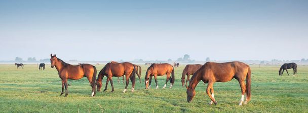 многие коричневые лошади пасутся на зеленом лугу под голубым небом в теплом утреннем свете возле utrecht
 - Фото, изображение