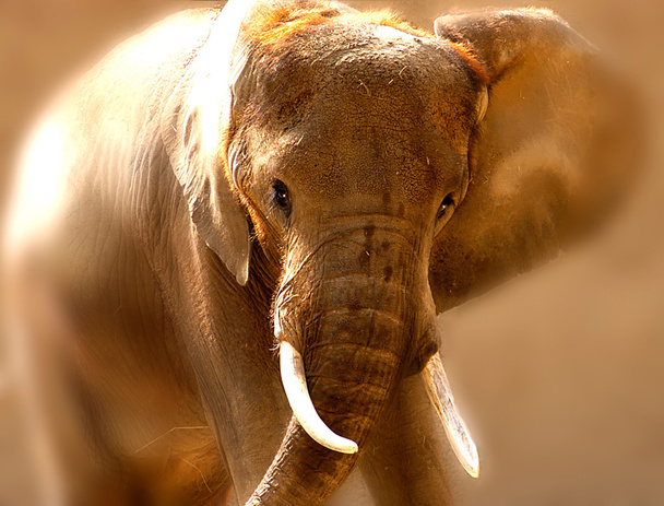 elefante - Foto, Imagem
