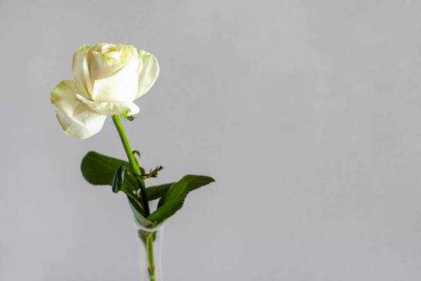 horizontales Stillleben mit Copyspace - frische weiße Rosenblüte in Glasvase mit grauem Hintergrund (Fokus auf die Blüte) - Foto, Bild