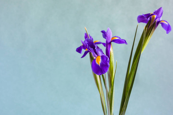 horizontaal stilleven met copyspace - frisse paarse irisbloemen met grijze groene textuur op papier achtergrond (focus op bloemblaadje van de bloei op de voorgrond) - Foto, afbeelding