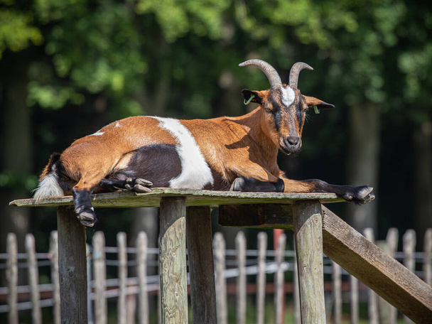 Бытовая коза лежит на деревянном столе на солнце, с зеленым фоном
. - Фото, изображение