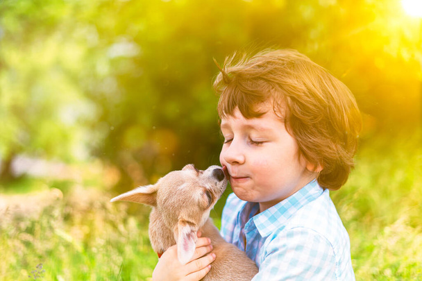 El perro chihuahua lame la cara del niño riéndose de cerca. Retrato de un niño caucásico feliz abrazando a un cachorro en un día soleado en el parque en la hierba y jugar juntos
 - Foto, Imagen