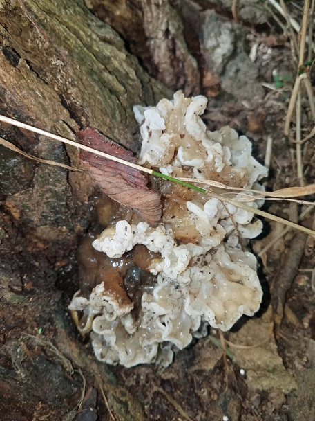 weißer und schleimiger Pilz wächst auf einem Baum - Foto, Bild
