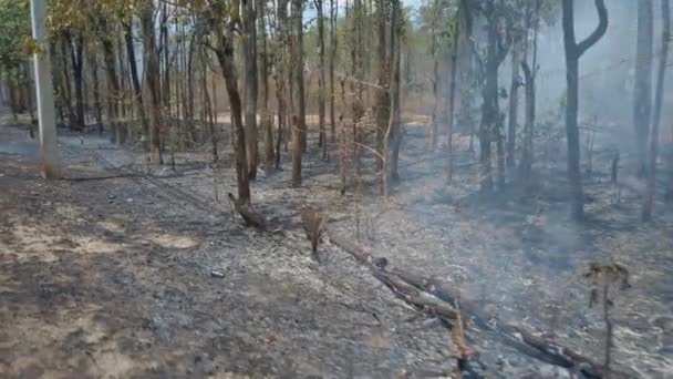 Crise climática. Big Flame no parque nacional, enquanto a estação seca. Destruição de raiforest por incêndios florestais. Filmagem 4k - Filmagem, Vídeo