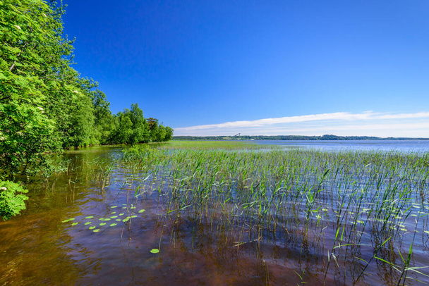 Malowniczy brzeg jeziora, piękny letni krajobraz. Jezioro Kavgolovskie jest popularnym miejscem wypoczynku w pobliżu miejscowości Toksovo, obwód leningradzki, Rosja - Zdjęcie, obraz