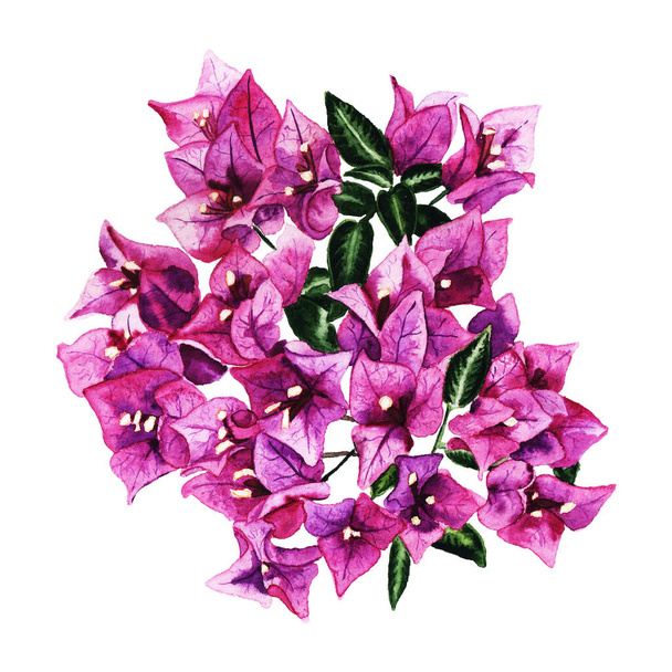 Beautiful purple flowers of bougaivillea. Realistic watercolor image isolated on white background. Good design element for romantic greeting card, wedding invitation and season decorations - Foto, Bild