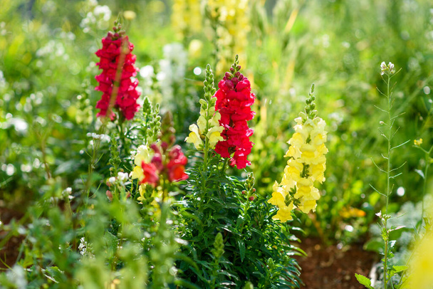 Variedad horaria de verano de hermosas flores Antirrhinum o Snapdragon en colores rosa y amarillo en el jardín
. - Foto, imagen