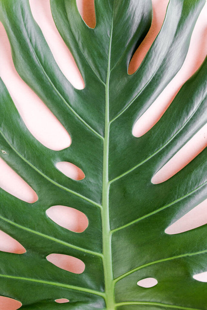 Tropical palm leaves Monstera on pink background. Flat lay, top view minimal concept. - Foto, afbeelding