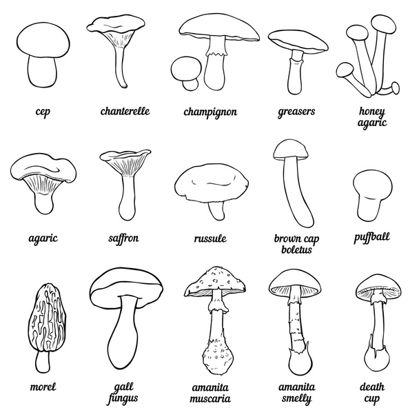 Vektor Reihe von Umrissen Illustration - Pilze - Vektor, Bild
