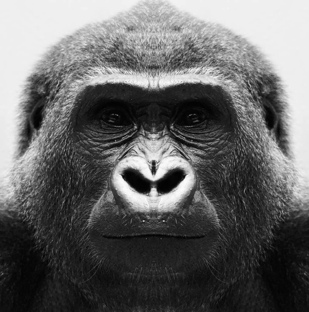 Красивый черно-белый портрет обезьяны с близкого расстояния, которая смотрит в камеру. Горилла - Фото, изображение