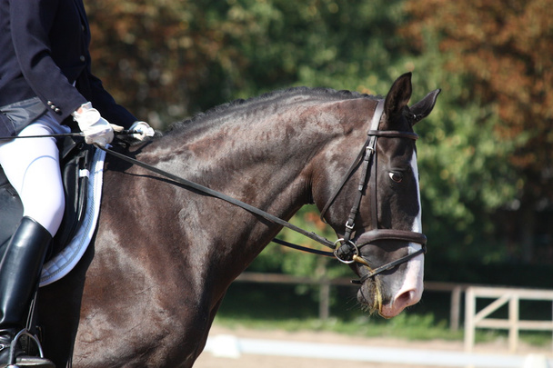 Portrait de cheval noir pendant la compétition de dressage
 - Photo, image
