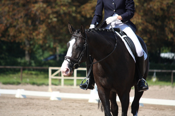 Porträt eines schwarzen Pferdes während eines Dressurwettbewerbs - Foto, Bild