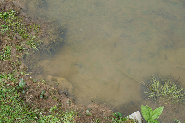 池の中の高山のサンショウウオの高品質な写真 - 写真・画像