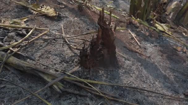 Klimaatcrisis. Big Flame in het nationale park tijdens het droge seizoen. Vernietiging van het regenwoud door bosbranden. Beelden 4k - Video