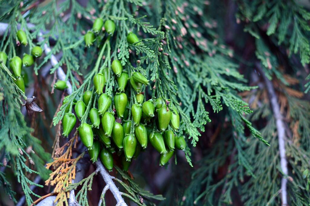 Thuja occidentalis foliage and cones in spring - Photo, Image