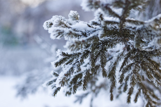 Fir branch in snow in the Park in the winter - Fotografie, Obrázek