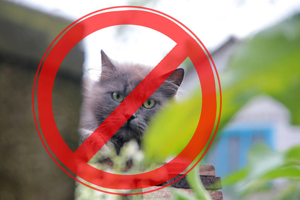 Znak zakazu na tle kota z długimi włosami. Pojęcie zagrożenia ze strony zwierząt domowych i bezpańskich. - Zdjęcie, obraz