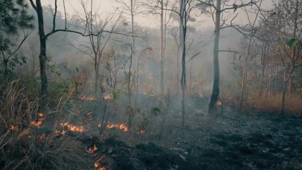 Crise climatique. Big Flame dans le parc national pendant la saison sèche. Destruction de la forêt tropicale par les feux de brousse. Images 4k - Séquence, vidéo