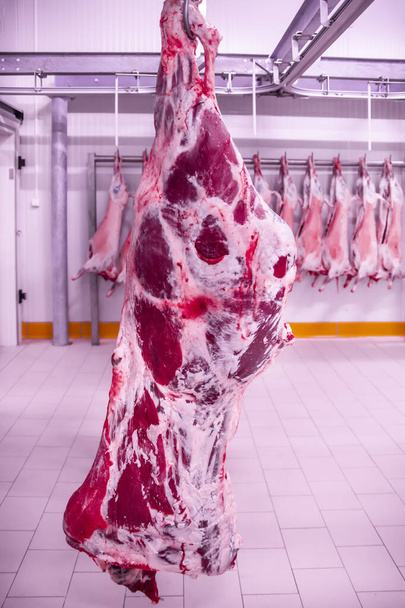 Meat industry,meats hanging in the cold store. Cattles cut and hanged on hook in a slaughterhouse. Halal cutting. - Photo, Image