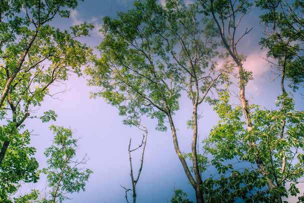 Napfényes fa lombkoronája arany fénnyel és kék égbolttal borítva - Fotó, kép