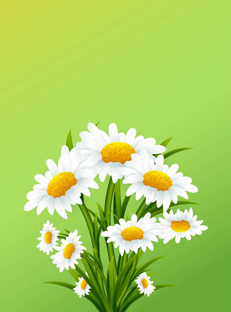 Frische Blumensträuße. 8. März. Muttertag.Grußkarte zum Frauentag mit Kamillenblüten auf grünem Hintergrund - Vektor, Bild
