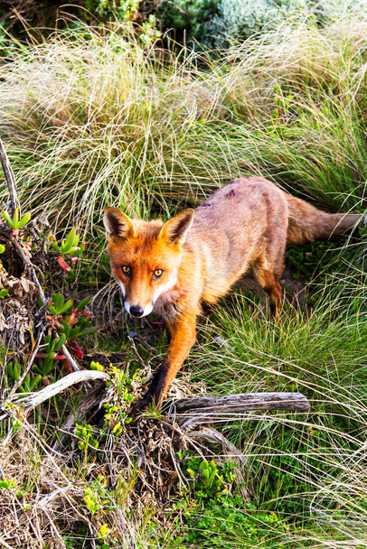 オーストラリアのビクトリア州(グレートオーシャンロード)にある赤い狐(彫刻) - 写真・画像